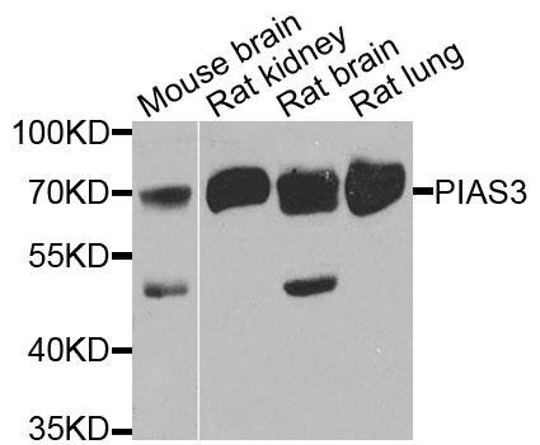 Western blot analysis of extracts of various cells using PIAS3 antibody