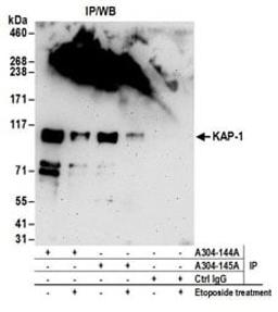 Detection of mouse KAP-1 by western blot of immunoprecipitates.