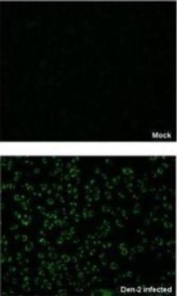 Immunocytochemistry/Immunofluorescence: SHP-2/PTPN11 Antibody [NBP2-42890] - Analysis of paraformaldehyde-fixed BHK-21 cell, using NS1 (Dengue virus 2) antibody at 1:2000 dilution.