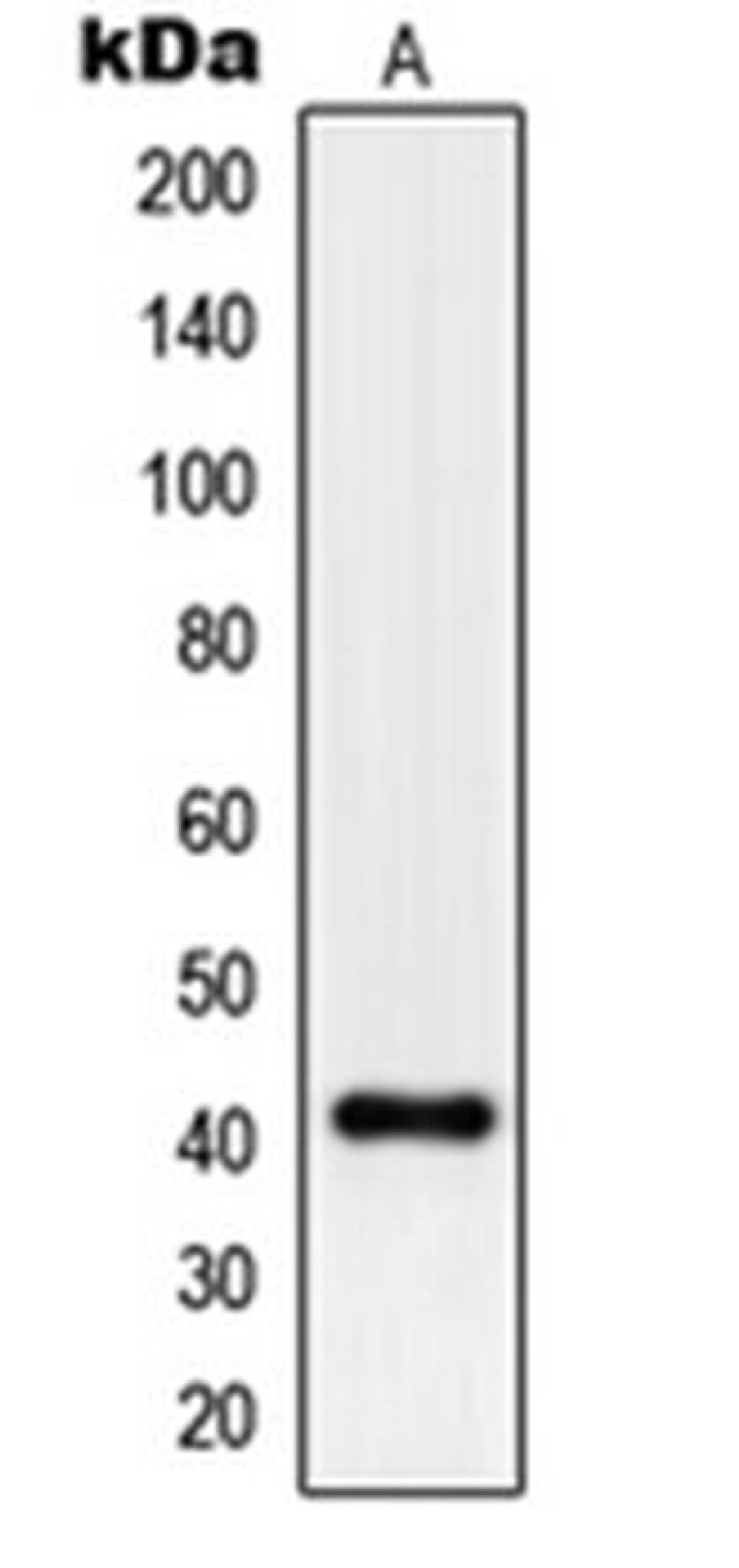 Western blot analysis of HepG2 (Lane 1) whole cell lysates using PGA3 antibody