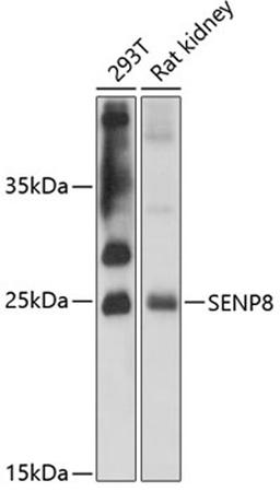 Western blot - SENP8 antibody (A12753)