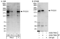 Detection of human FYCO1 by western blot and immunoprecipitation.