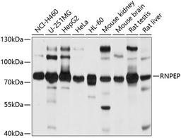 Western blot - RNPEP antibody (A4080)