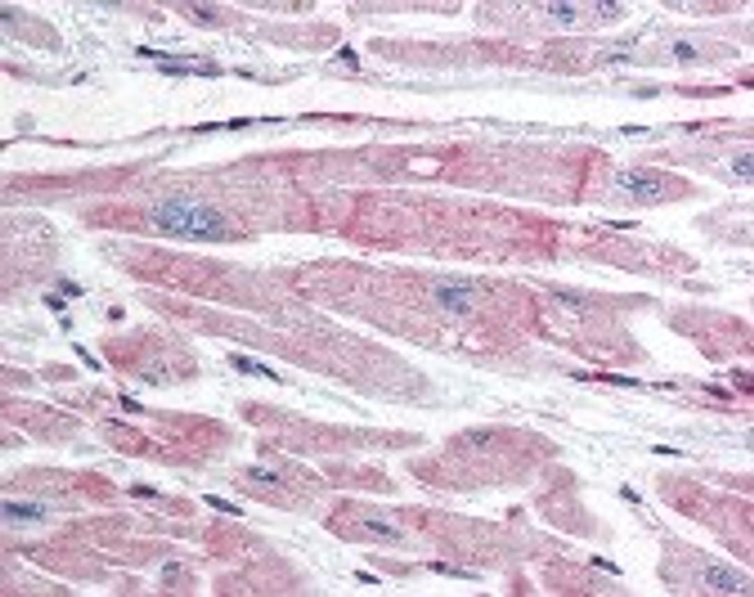 Immunohistochemistry staining of BIRC7 in heart tissue using BIRC7 monoclonal Antibody.