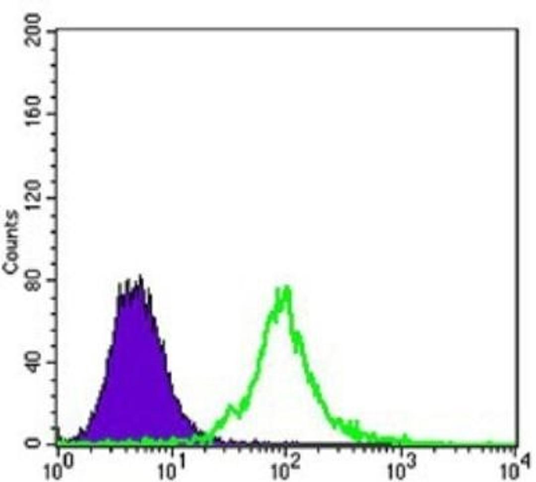 Flow Cytometry: KLHL13 Antibody (8D1) [NBP1-51623] - Flow cytometric analysis of 3T3/L1 cells using KLHL13 mouse mAb (green) and negative control (purple).