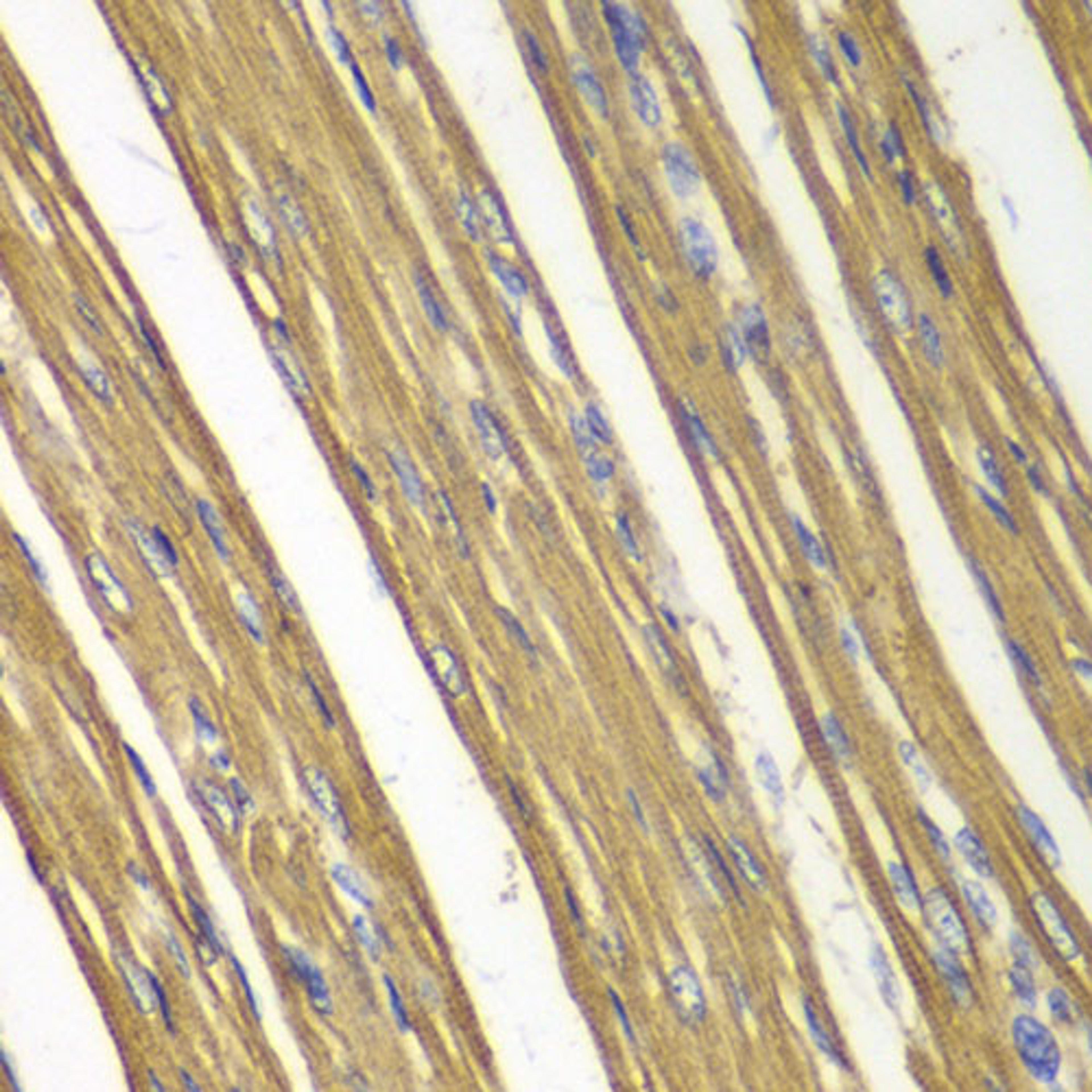 Immunohistochemistry - Caspase-7 antibody (A0716)