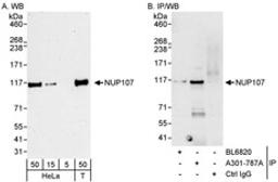 Detection of human NUP107 by western blot and immunoprecipitation.