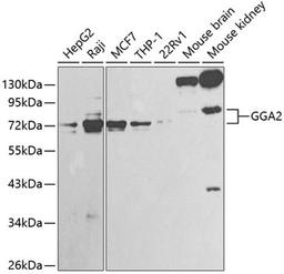 Western blot - GGA2 antibody (A1186)