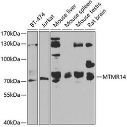 Western blot - MTMR14 antibody (A7480)