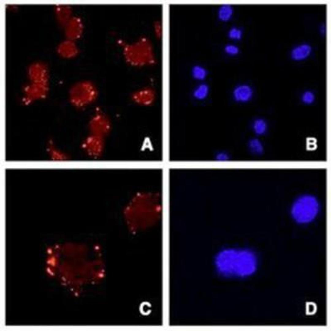 Immunocytochemistry: Asporin Antibody [NB100-1514] - Staining of ATDC5 cells (Panels A and C) and DAPI (panels B and D). Data generated by Dr. Shiro Ikegawa, SNP Research Center, RIKEN, Japan.