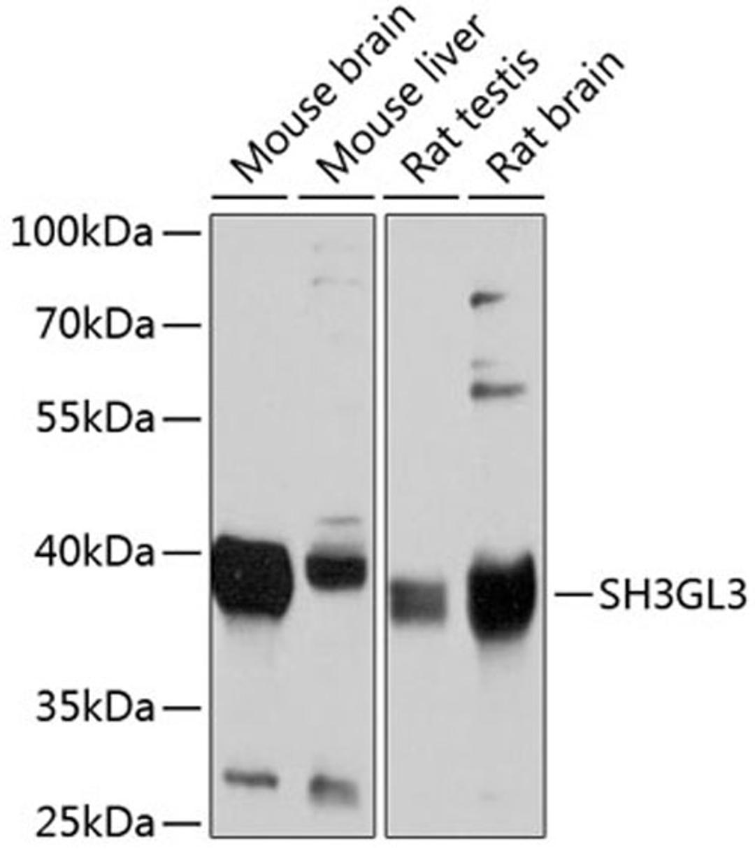 Western blot - SH3GL3 antibody (A4112)