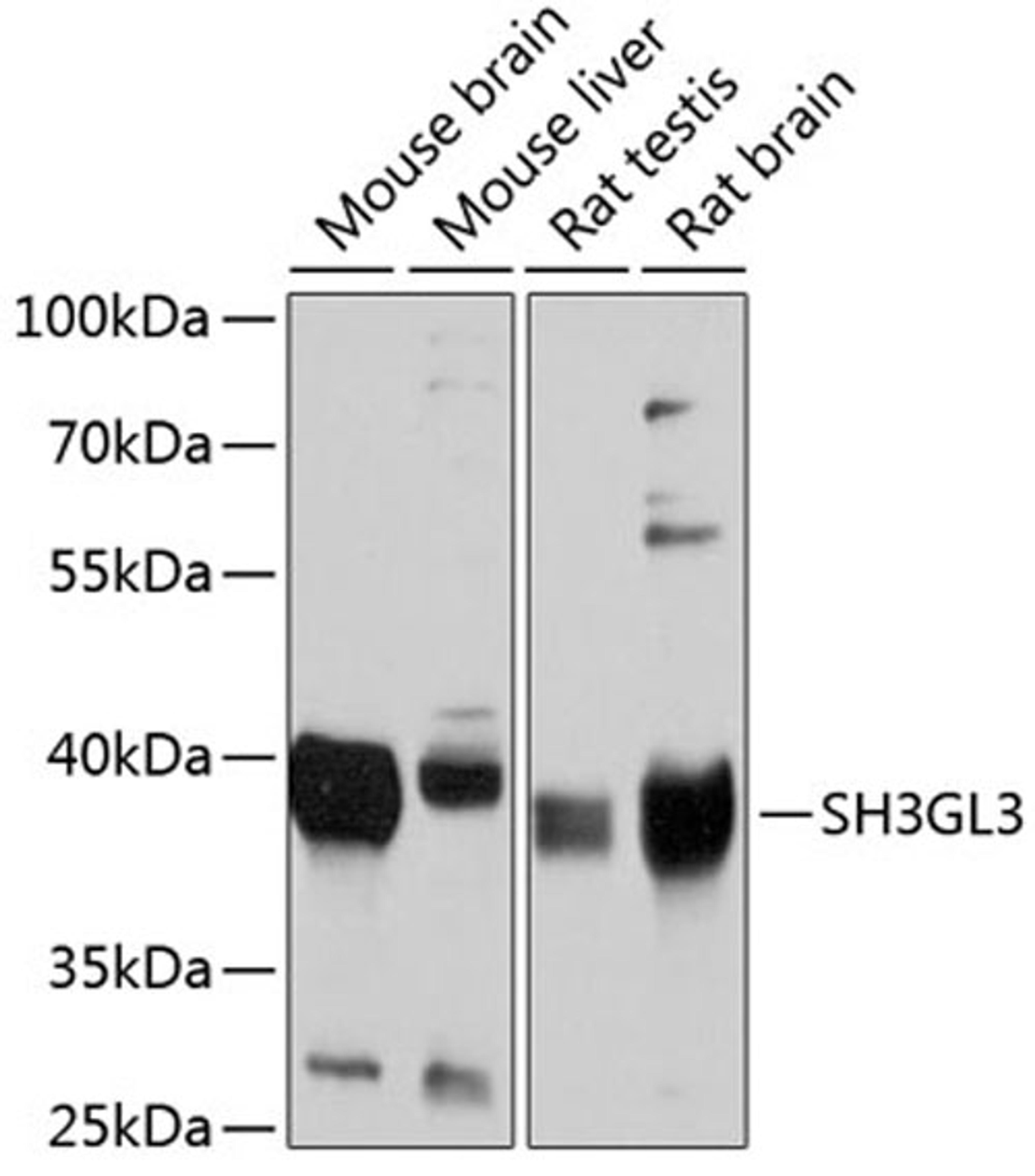 Western blot - SH3GL3 antibody (A4112)