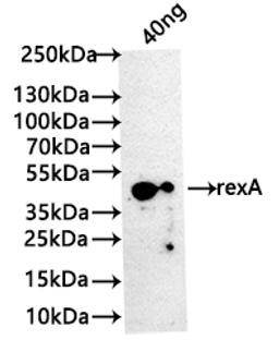 Western Blot. Positive WB detected in: recombinant protein. All lanes: rexA Antibody at 1:1000. Secondary. Goat polyclonal to rabbit IgG at 1/50000 dilution. Predicted band size: 39 kDa. Observed band size: 42 kDa.
