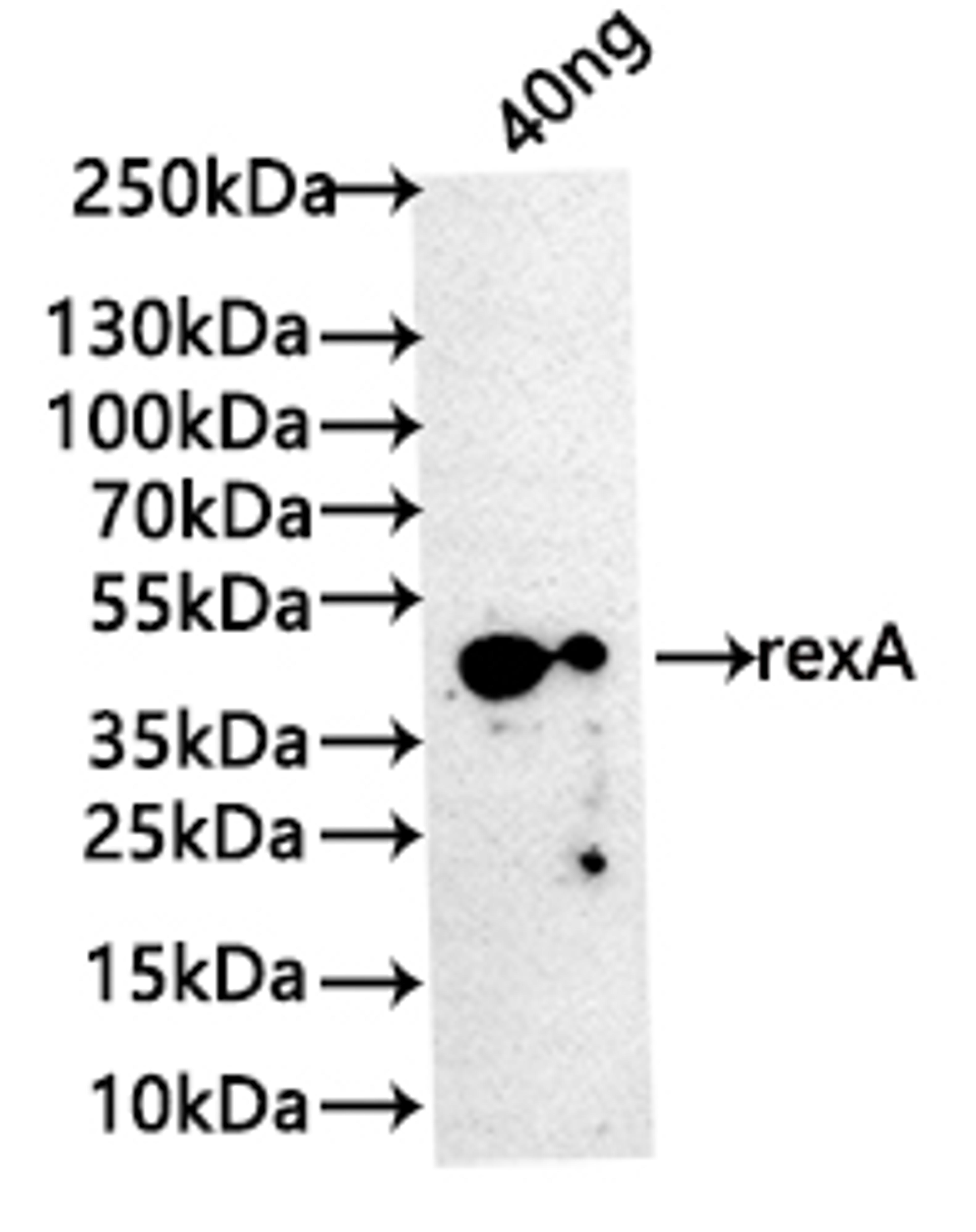 Western Blot. Positive WB detected in: recombinant protein. All lanes: rexA Antibody at 1:1000. Secondary. Goat polyclonal to rabbit IgG at 1/50000 dilution. Predicted band size: 39 kDa. Observed band size: 42 kDa.