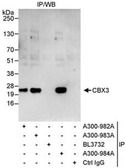 Detection of human CBX3 by western blot of immunoprecipitates.