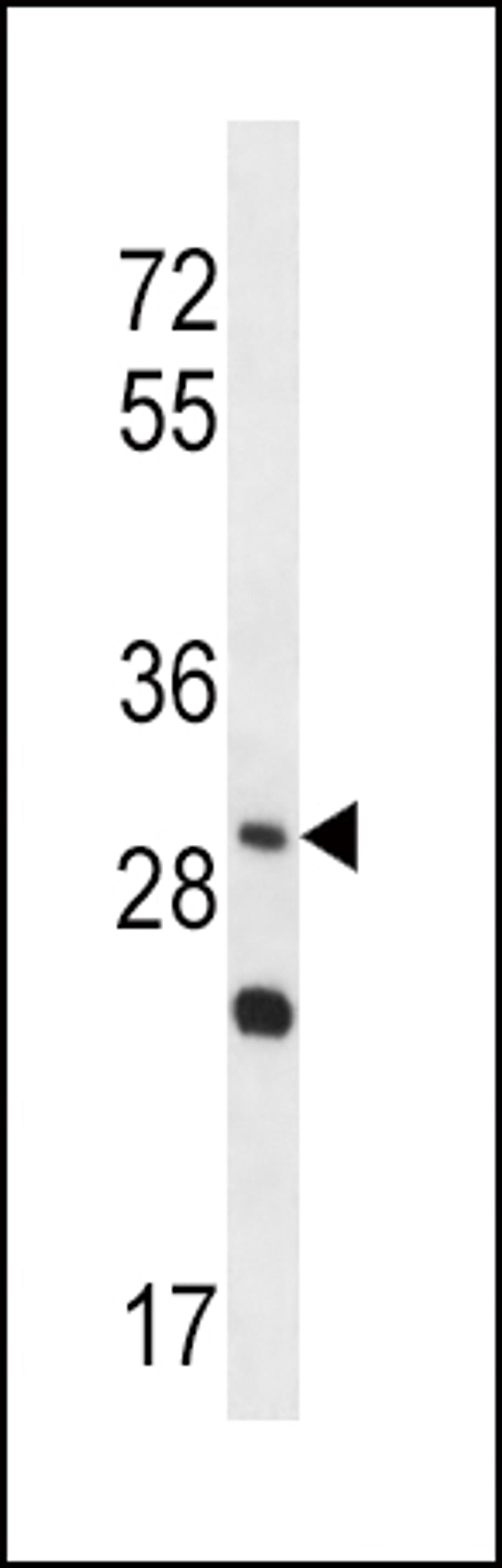 Western blot analysis in NCI-H292 cell line lysates (35ug/lane).