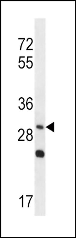 Western blot analysis in NCI-H292 cell line lysates (35ug/lane).