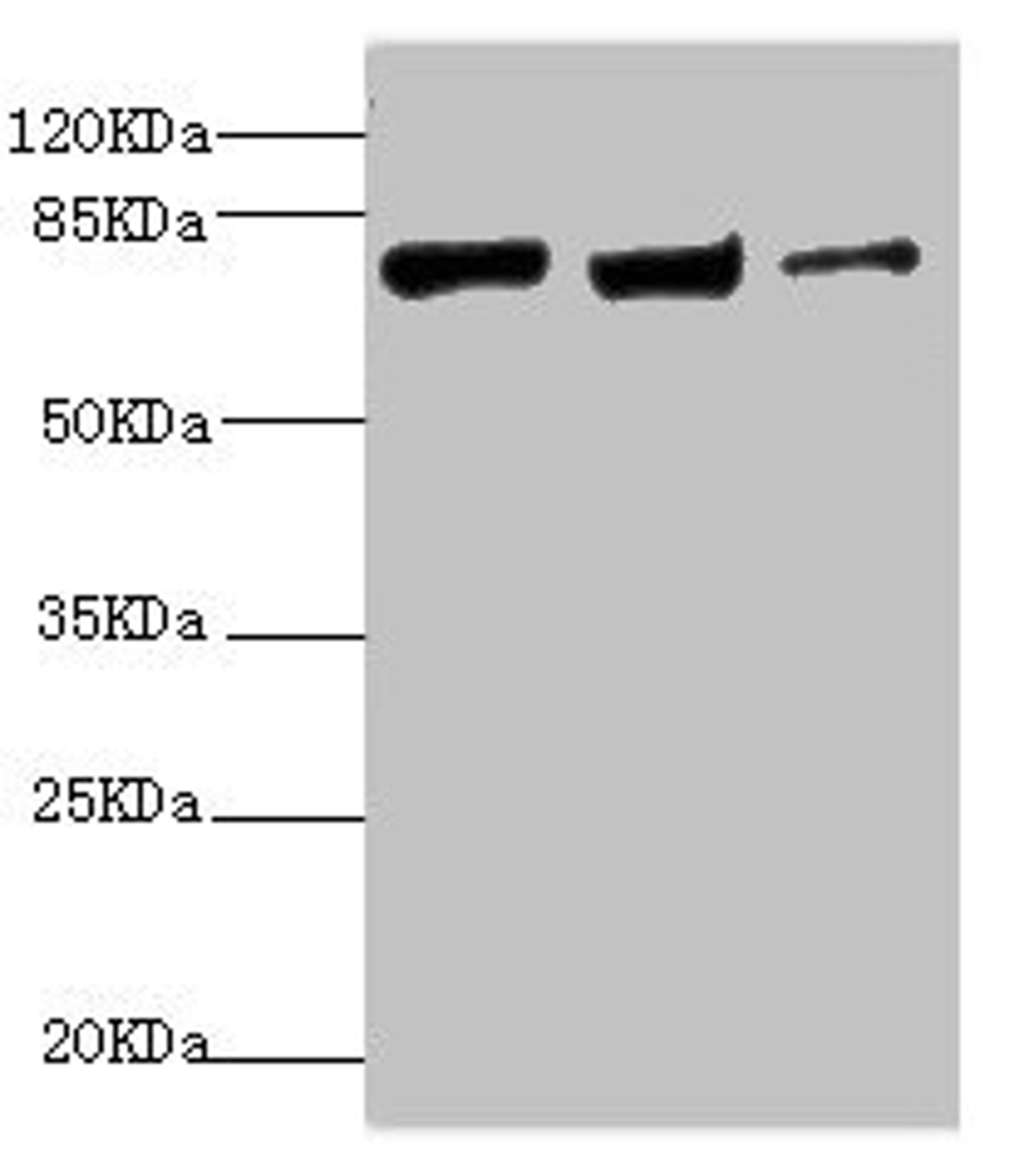 Western blot. All lanes: KIF3A antibody at 9.45ug/ml. Lane 1: MCF-7 whole cell lysate. Lane 2: Rat gonad tissue. Lane 3: 293T whole cell lysate. Secondary. Goat polyclonal to rabbit IgG at 1/10000 dilution. Predicted band size: 80 kDa. Observed band size: 80 kDa. 