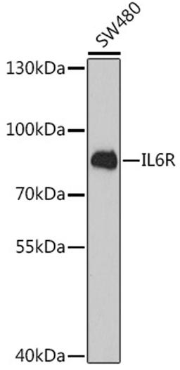 Western blot - IL6R antibody (A1570)