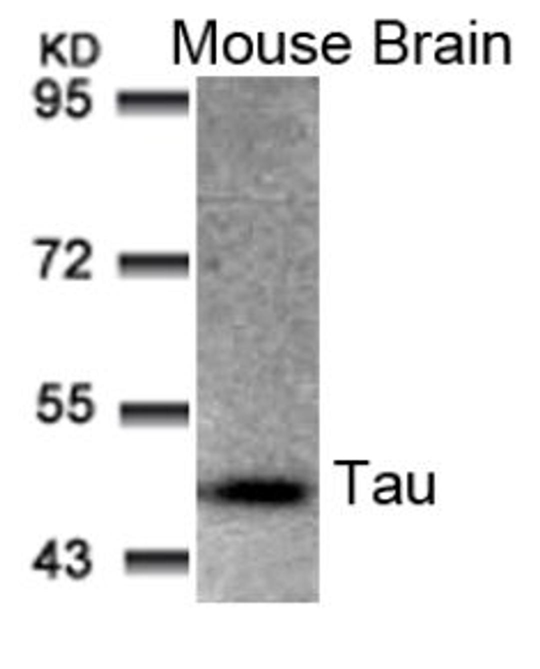 Western blot analysis of lysed extracts from Mouse Brain tissue using Tau (Ab-205).