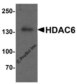 Western blot analysis of HDAC6 in human testis tissue lysate with HDAC6 antibody at 1 μg/ml.