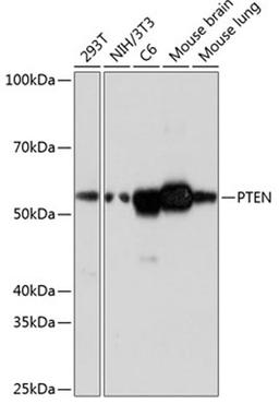 Western blot - PTEN antibody (A19104)