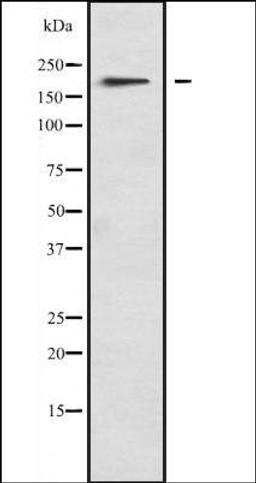 Western blot analysis of A673 lysate using MYO1F antibody