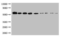 WB:SUMO-tagged fusion protein(20ng/ml) was subjected to SDS-PAGE followed by Western Blot with CSB-MA000132M0m at dilution of. Lane 1:1000 Lane 4:8000 Lane 7:64000. Lane 2:2000 Lane 5:16000 Lane 8:128000. Lane 3:4000 Lane 6:32000 Lane 9:256000. Secondary. Goat polyclonal to Mouse IgG at 1/5000 dilution. Predicted band size:55kd. Observed band size:55kd.