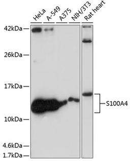 Western blot - FSP1/S100A4 antibody (A19109)