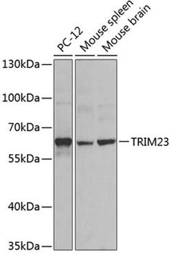 Western blot - TRIM23 antibody (A8329)