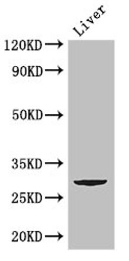 Western Blot. Positive WB detected in: Mouse liver tissue. All lanes: CD151 antibody at 2.8ug/ml. Secondary. Goat polyclonal to rabbit IgG at 1/50000 dilution. Predicted band size: 29 kDa. Observed band size: 29 kDa. 