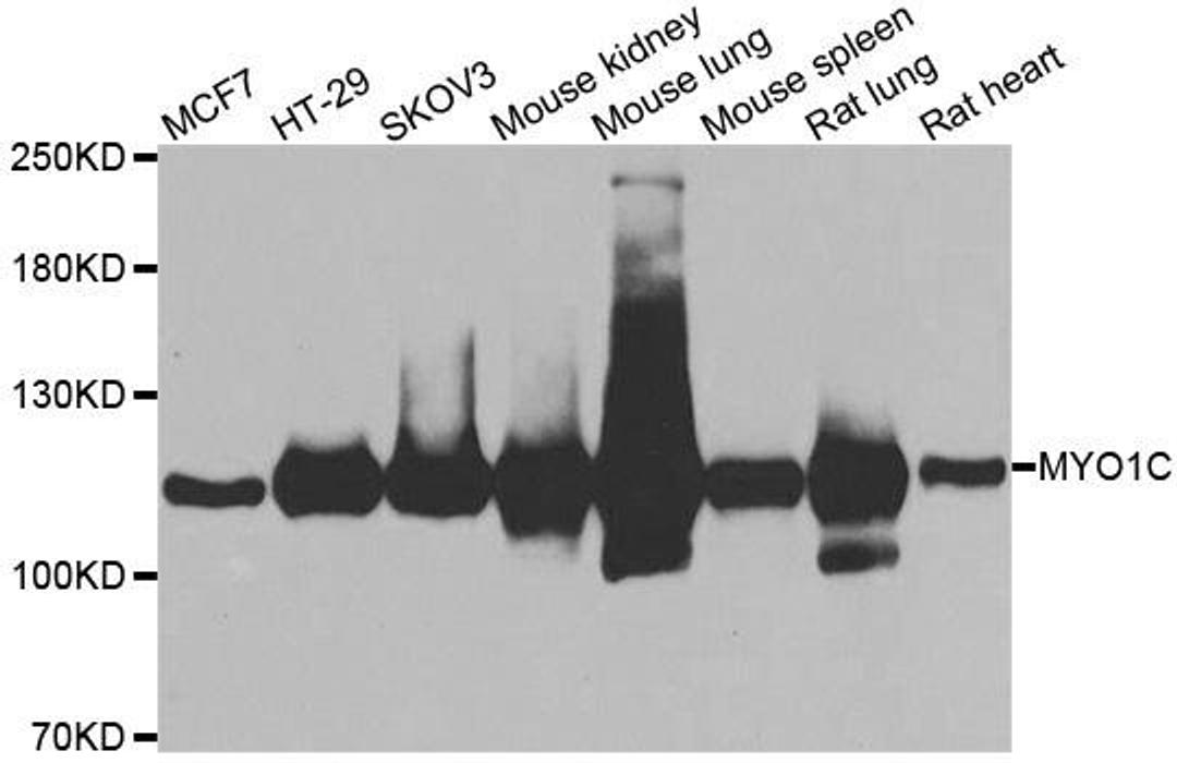 Western blot analysis of extracts of various cell lines using MYO1C antibody