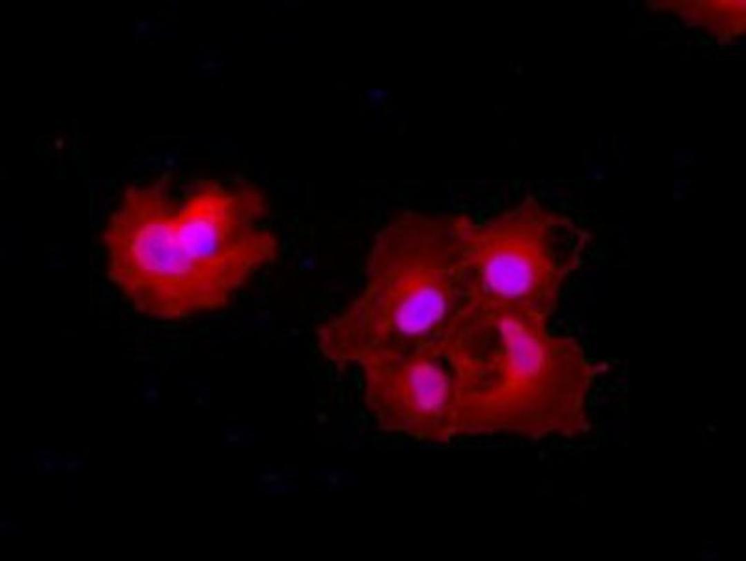 Immunocytochemistry/Immunofluorescence: Carboxypeptidase A Antibody (2A3) [NBP1-47704] Staining (Red) of COS7 cells transiently transfected by pCMV6-ENTRY Carboxypeptidase A.