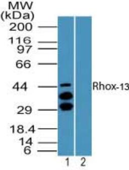 Western Blot: Rhox13 Antibody [NBP2-24511] - Western blot analysis of Rhox13 in 18 days mouse embryo testis lysate in the 1) absence and 2) presence of immunizing peptide using NBP2-24511 at 2 ug/ml.