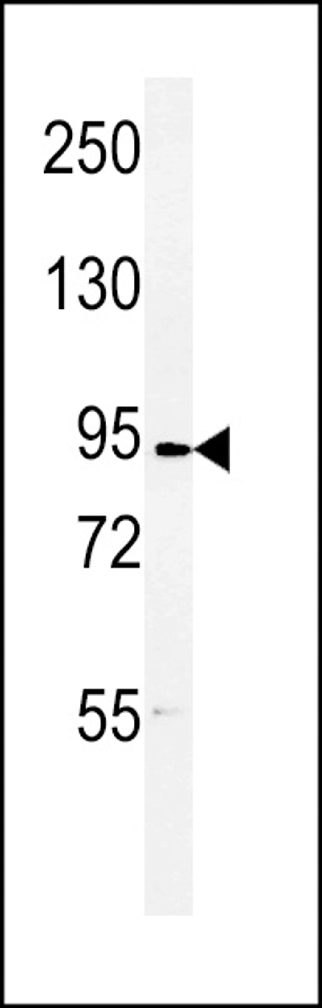 Western blot analysis of DLG7 Antibody in 293 cell line lysates (35ug/lane)