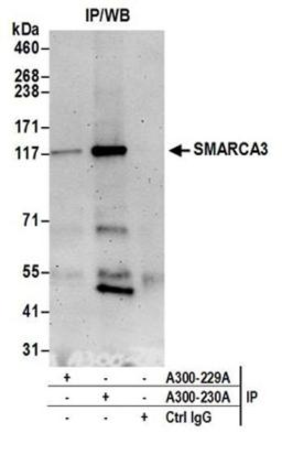 Detection of human SMARCA3 by western blot of immunoprecipitates.