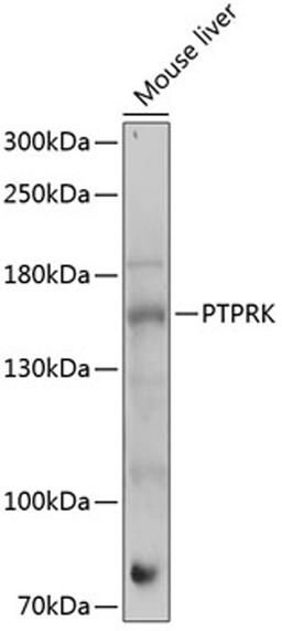 Western blot - PTPRK antibody (A14773)