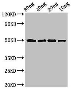Western Blot. Positive WB detected in Recombinant protein. All lanes: ghrA antibody at 3ug/ml. Secondary. Goat polyclonal to rabbit IgG at 1/50000 dilution. Predicted band size: 50 kDa. Observed band size: 50 kDa.