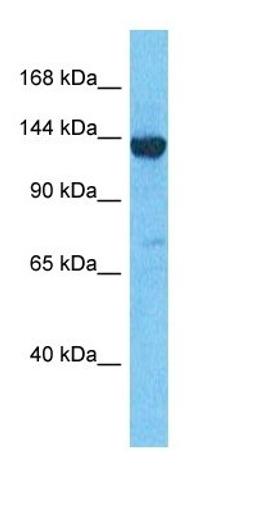 Western blot analysis of human 293T Whole Cell tissue using LPPRC antibody