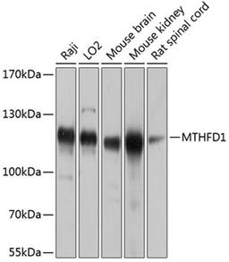 Western blot - MTHFD1 antibody (A8661)