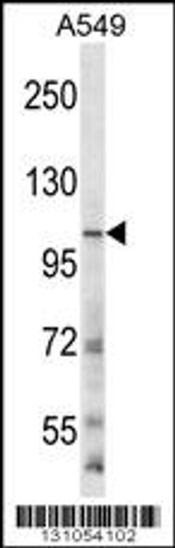 Western blot analysis in A549 cell line lysates (35ug/lane).