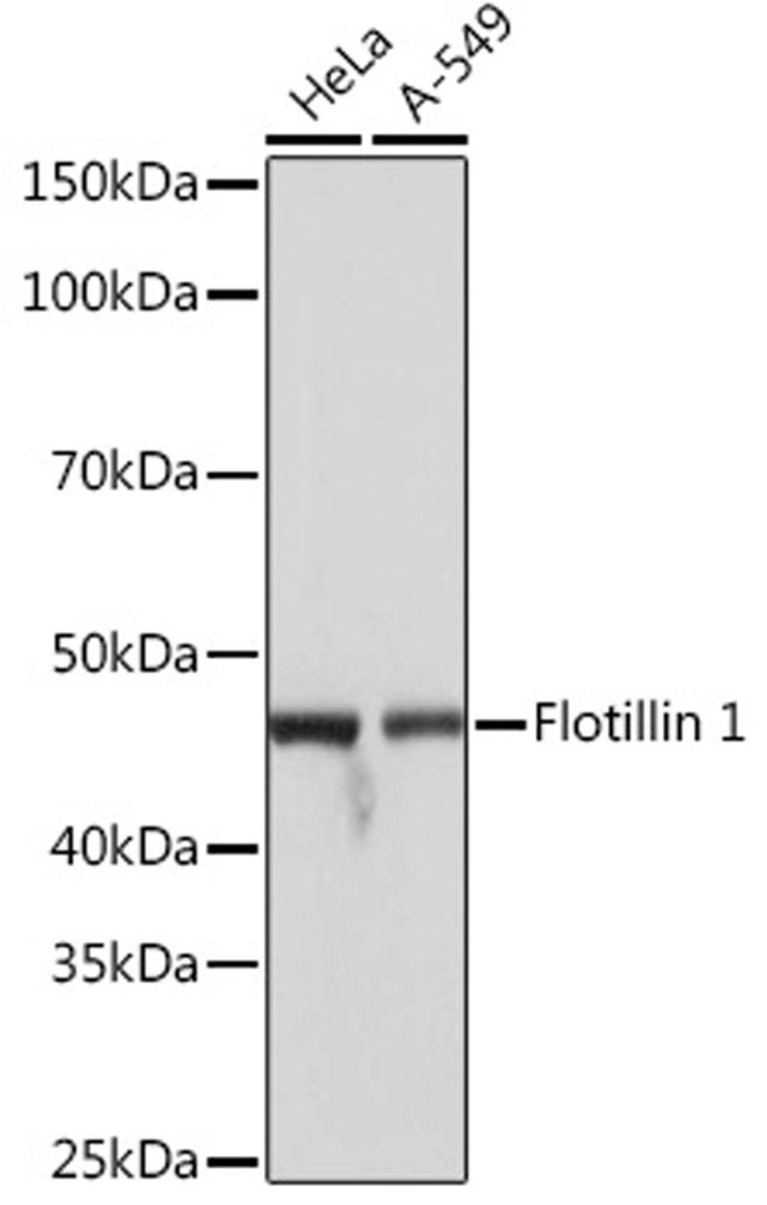 Western blot - Flotillin 1 Rabbit mAb (A3023)