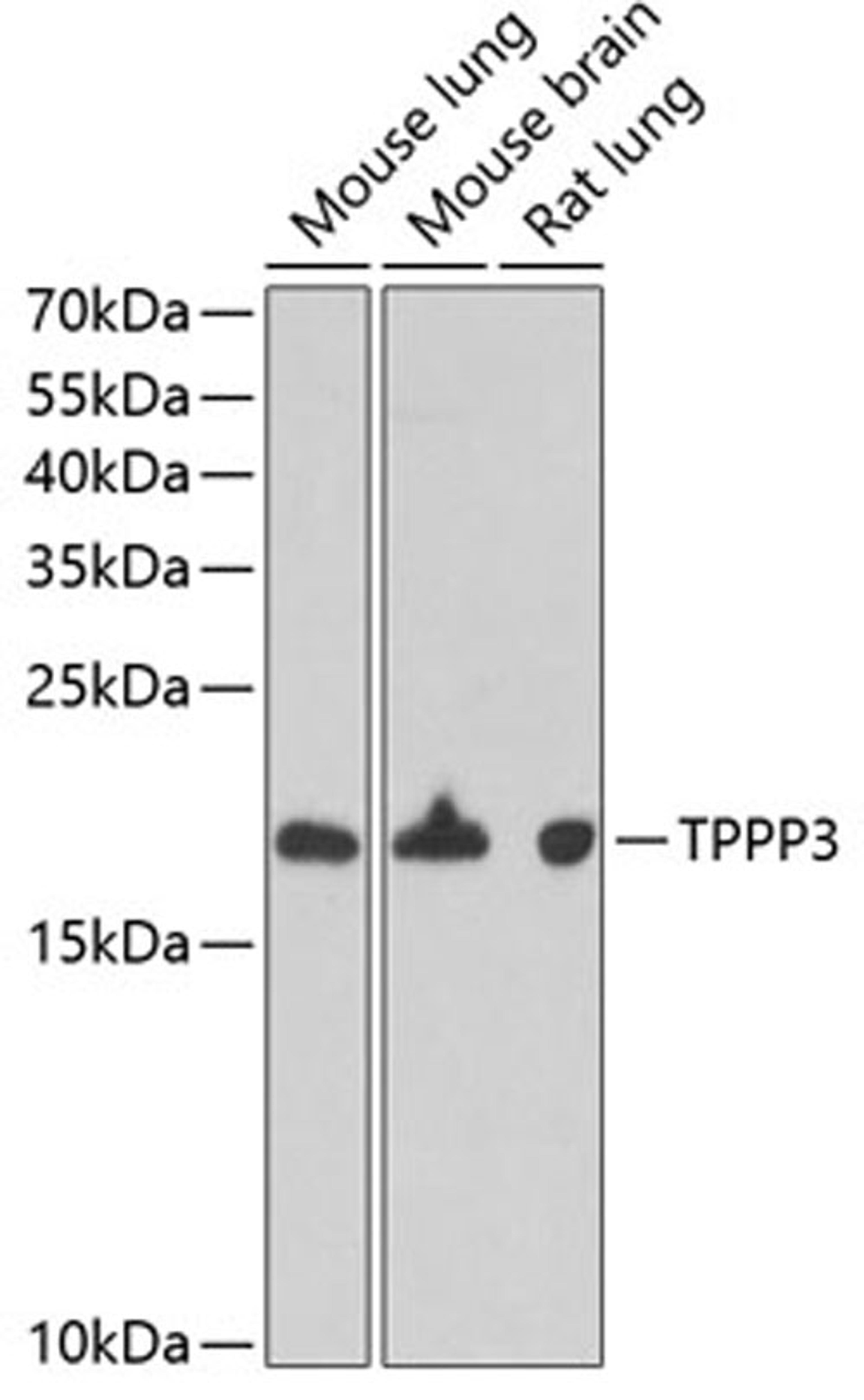 Western blot - TPPP3 antibody (A6775)