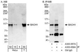 Detection of human BACH1 by western blot and immunoprecipitation.