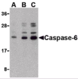 Western blot analysis of caspase-6 in Jurkat cell lysate with caspase-6 antibody at (A) 0.5, (B) 1, and (C) 2 &#956;g/mL.