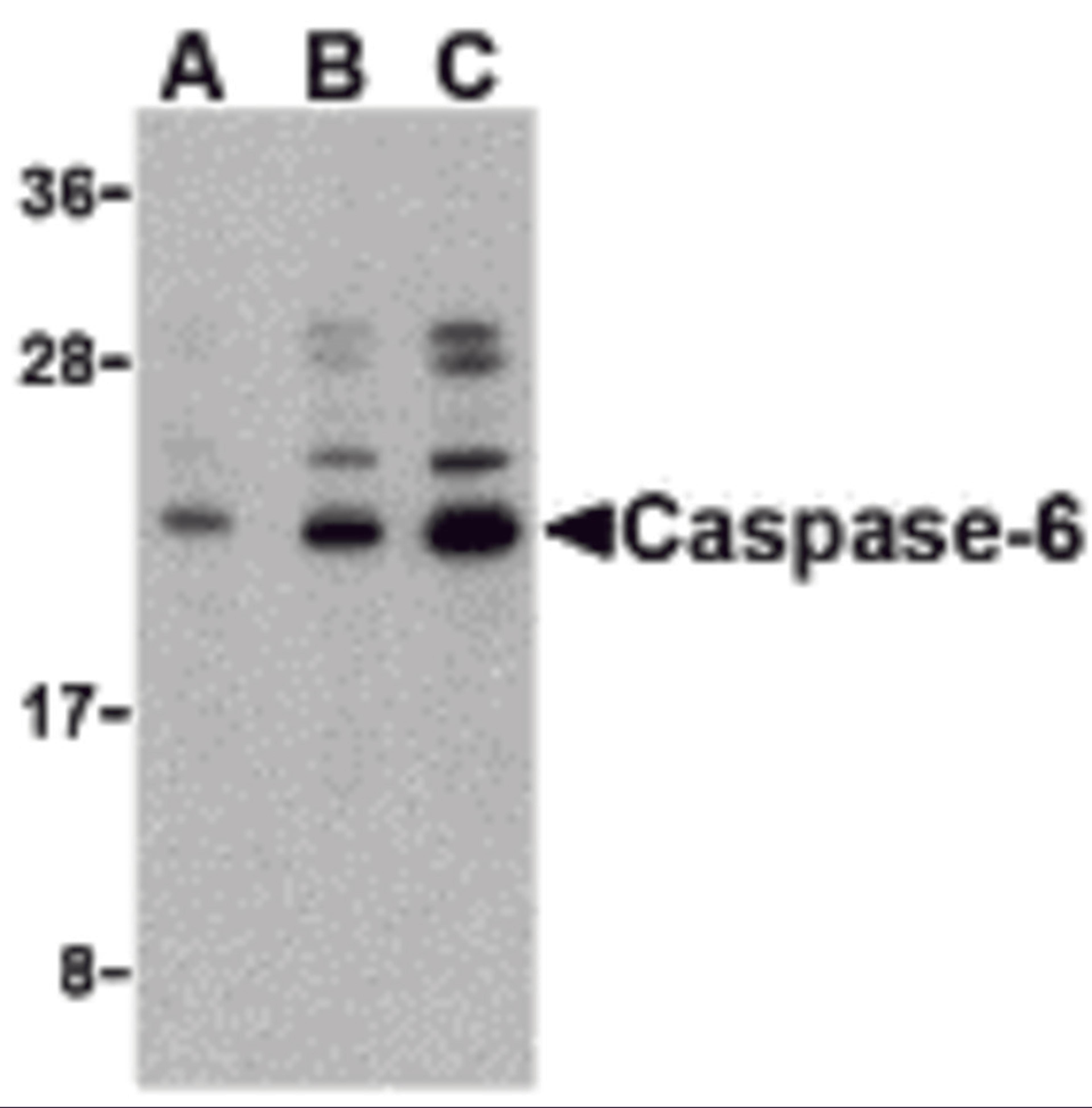 Western blot analysis of caspase-6 in Jurkat cell lysate with caspase-6 antibody at (A) 0.5, (B) 1, and (C) 2 &#956;g/mL.