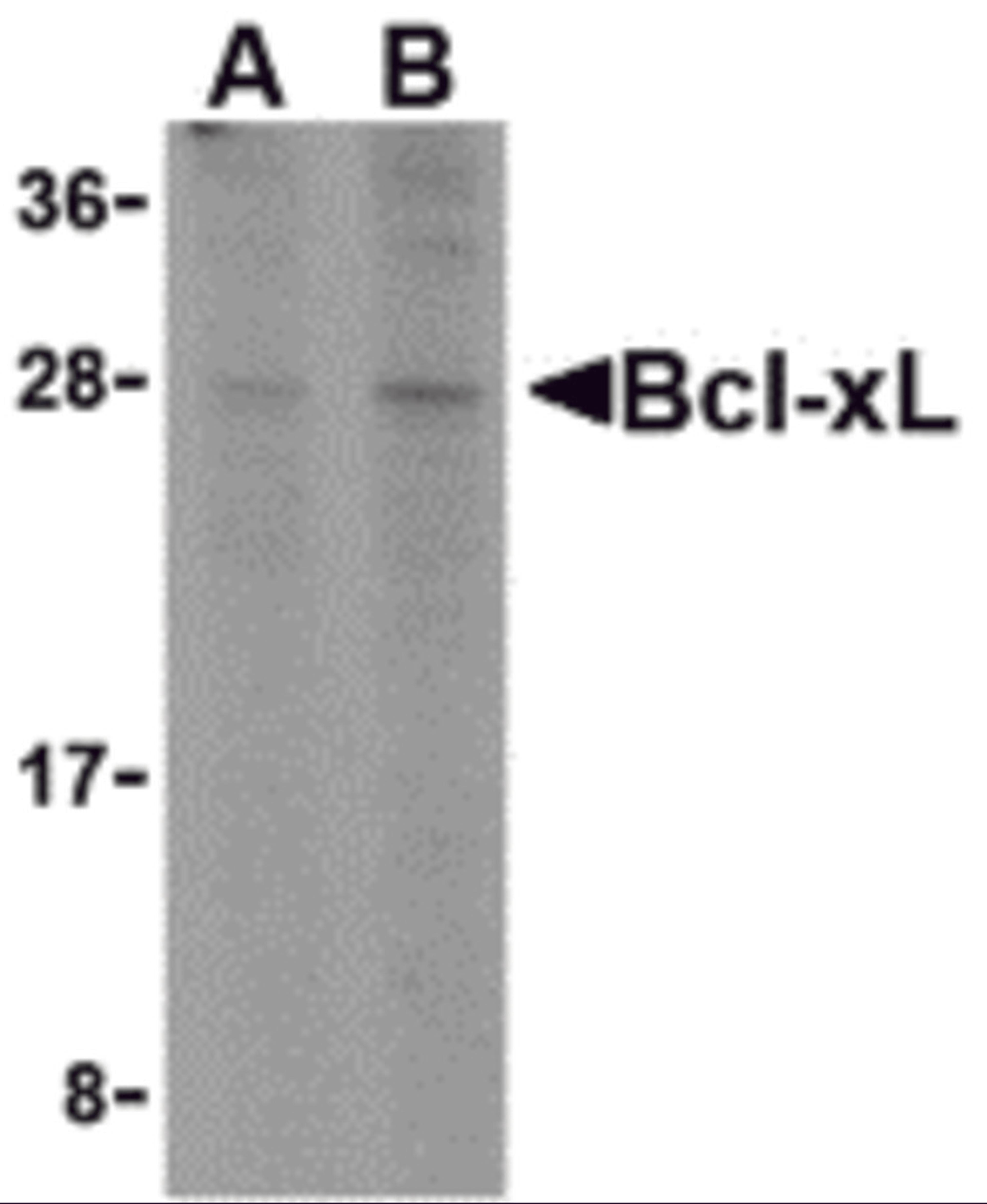 Western blot analysis of Bcl-xL in A549 cell lysates with Bcl-xL antibody at (A) 1 and (B) 2 &#956;g/mL. 