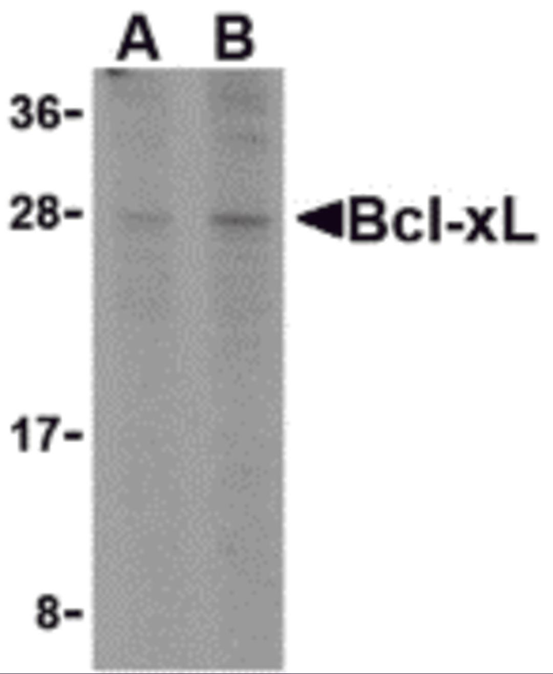 Western blot analysis of Bcl-xL in A549 cell lysates with Bcl-xL antibody at (A) 1 and (B) 2 μg/mL.