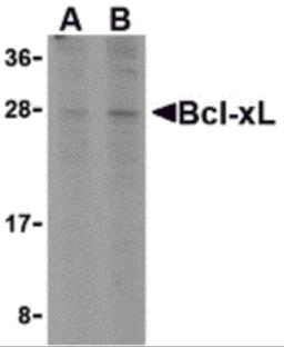 Western blot analysis of Bcl-xL in A549 cell lysates with Bcl-xL antibody at (A) 1 and (B) 2 μg/mL.