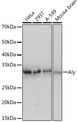 Western blot - Aly Rabbit mAb (A4298)